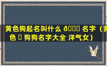 黄色狗起名叫什么 🐞 名字（黄色 ☘ 狗狗名字大全 洋气女）